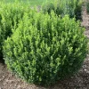 Sprinter Boxwood Live Plant – Buxus microphylla – Fast Growing – 4 inch Pot – Sun or Shade - Image 1
