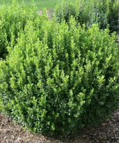 Sprinter Boxwood Live Plant – Buxus microphylla – Fast Growing – 4 inch Pot – Sun or Shade - Image 1
