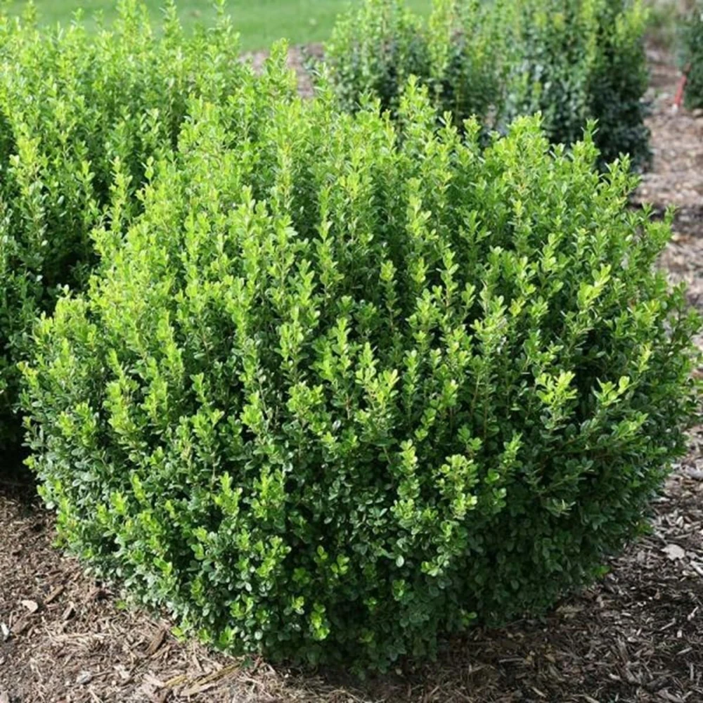 Sprinter Boxwood Live Plant – Buxus microphylla – Fast Growing – 4 inch Pot – Sun or Shade - Image 1