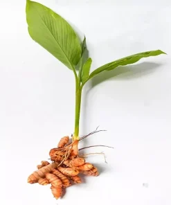 Sprouted Turmeric Live Plant - Fresh Curcuma Longa Rhizome - 1 Live Plant - Image 2