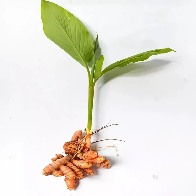 Sprouted Turmeric Live Plant - Fresh Curcuma Longa Rhizome - 1 Live Plant - Image 2
