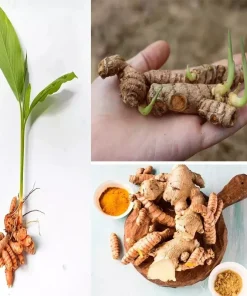Sprouted Turmeric Live Plant - Fresh Curcuma Longa Rhizome - 1 Live Plant - Image 1
