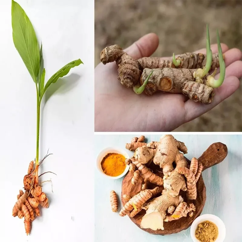 Sprouted Turmeric Live Plant - Fresh Curcuma Longa Rhizome - 1 Live Plant - Image 1