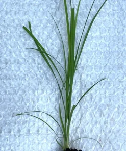 Squarrose Sedge - Live Plant 10-Pack Starter Plugs - Native Sedge - Image 3