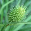 Squarrose Sedge - Live Plant 10-Pack Starter Plugs - Native Sedge - Image 1