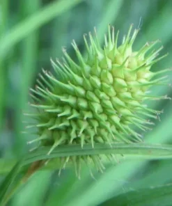 Squarrose Sedge - Live Plant 10-Pack Starter Plugs - Native Sedge - Image 1
