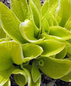 St. Elmo's Fire Hosta Live Plant – Quart Pot – Perennial for Shade - Image 2