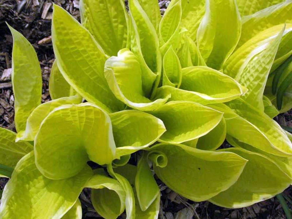 St. Elmo's Fire Hosta Live Plant – Quart Pot – Perennial for Shade - Image 2