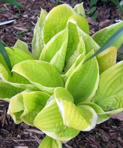 St. Elmo's Fire Hosta Live Plant – Quart Pot – Perennial for Shade - Image 3