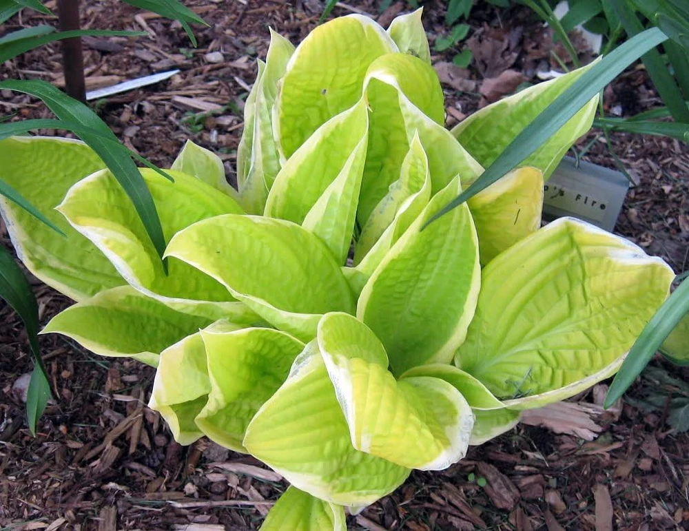St. Elmo's Fire Hosta Live Plant – Quart Pot – Perennial for Shade - Image 3