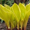 St. Elmo's Fire Hosta Live Plant – Quart Pot – Perennial for Shade - Image 1