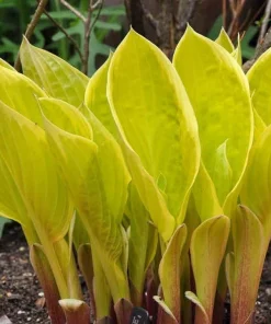 St. Elmo's Fire Hosta Live Plant – Quart Pot – Perennial for Shade - Image 1