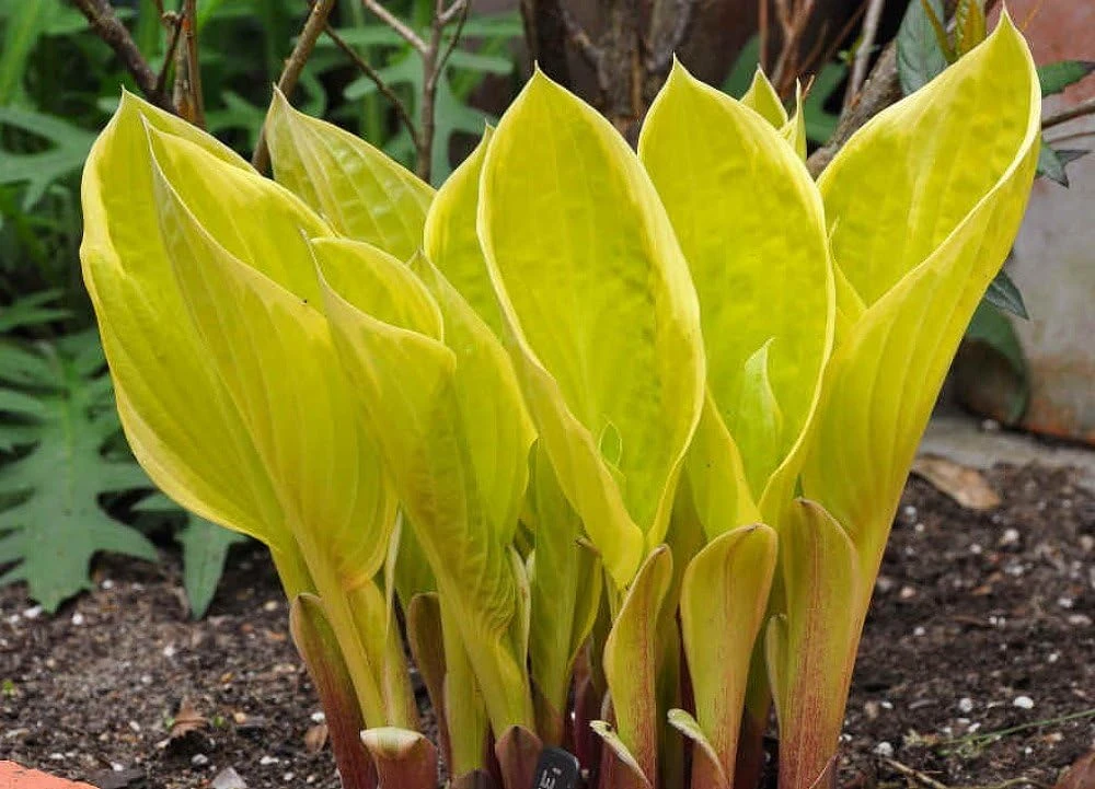 St. Elmo's Fire Hosta Live Plant – Quart Pot – Perennial for Shade - Image 1
