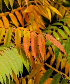 Staghorn Sumac Tree Seeds - Rhus Typhina - Yellow Flowers, Red Berries - 50 Seeds - Image 10