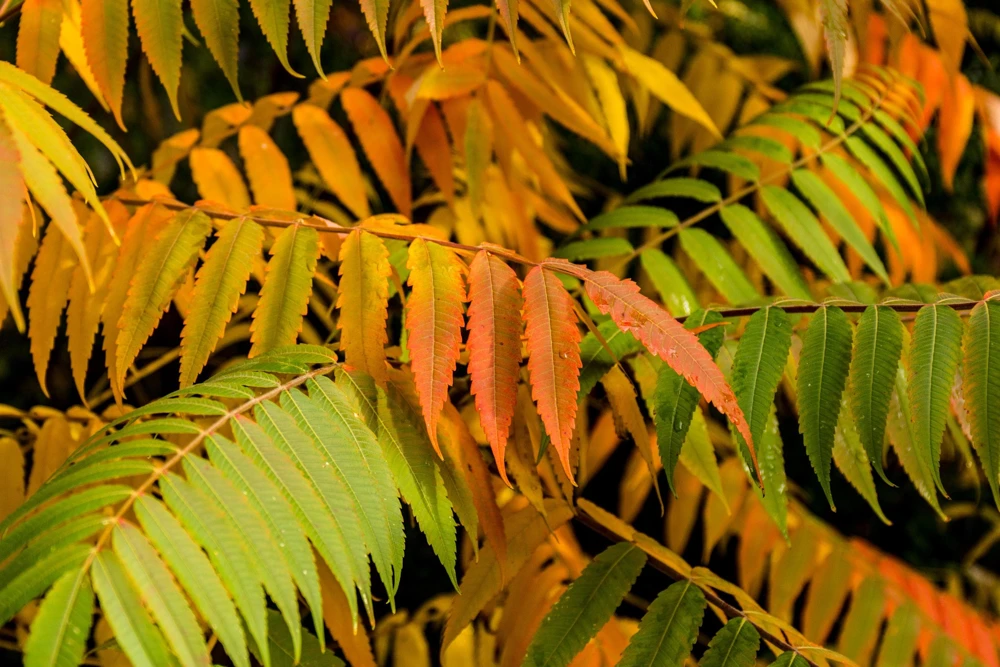 Staghorn Sumac Tree Seeds - Rhus Typhina - Yellow Flowers, Red Berries - 50 Seeds - Image 10