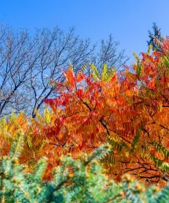 Staghorn Sumac Tree Seeds - Rhus Typhina - Yellow Flowers, Red Berries - 50 Seeds - Image 11