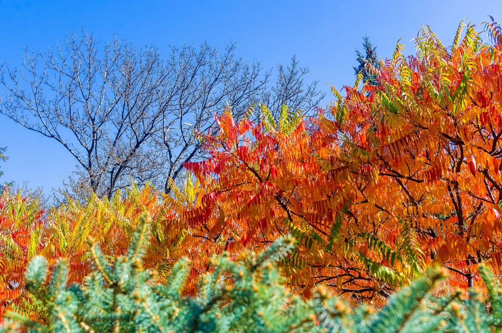 Staghorn Sumac Tree Seeds - Rhus Typhina - Yellow Flowers, Red Berries - 50 Seeds - Image 11