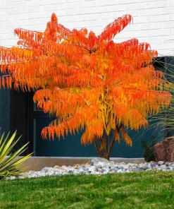 Staghorn Sumac Tree Seeds - Rhus Typhina - Yellow Flowers, Red Berries - 50 Seeds - Image 12