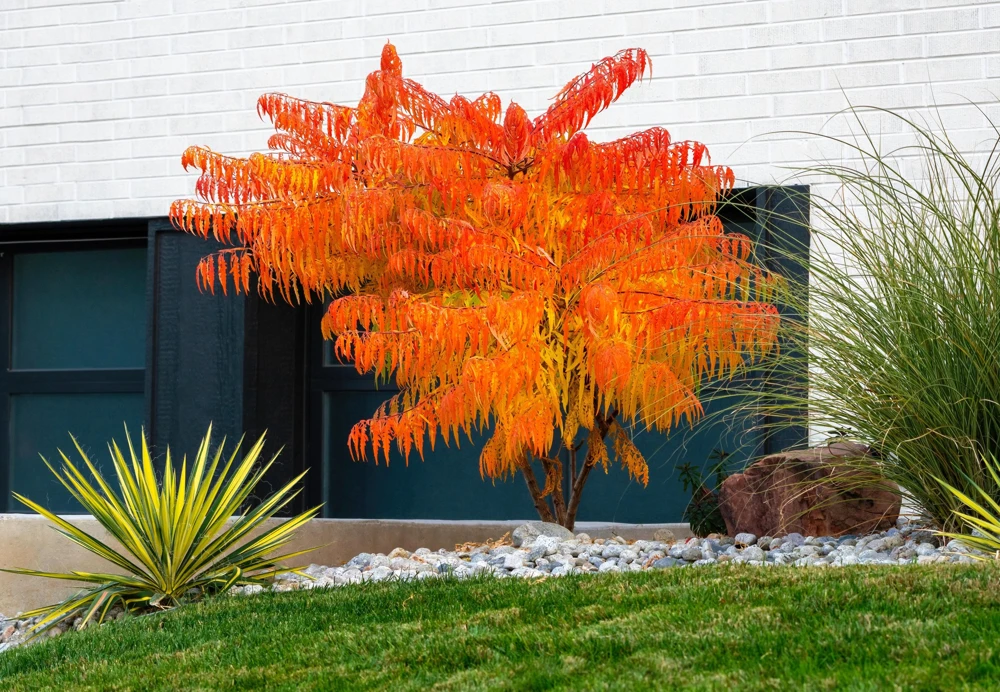Staghorn Sumac Tree Seeds - Rhus Typhina - Yellow Flowers, Red Berries - 50 Seeds - Image 12