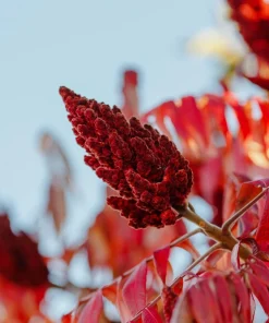 Staghorn Sumac Tree Seeds - Rhus Typhina - Yellow Flowers, Red Berries - 50 Seeds - Image 13