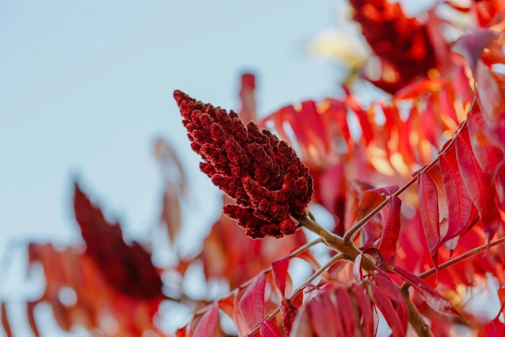 Staghorn Sumac Tree Seeds - Rhus Typhina - Yellow Flowers, Red Berries - 50 Seeds - Image 13