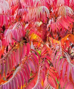 Staghorn Sumac Tree Seeds - Rhus Typhina - Yellow Flowers, Red Berries - 50 Seeds - Image 14