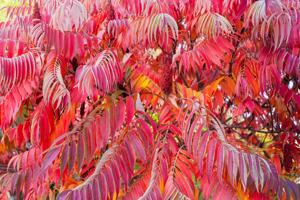 Staghorn Sumac Tree Seeds - Rhus Typhina - Yellow Flowers, Red Berries - 50 Seeds - Image 14