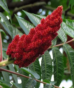 Staghorn Sumac Tree Seeds - Rhus Typhina - Yellow Flowers, Red Berries - 50 Seeds - Image 3