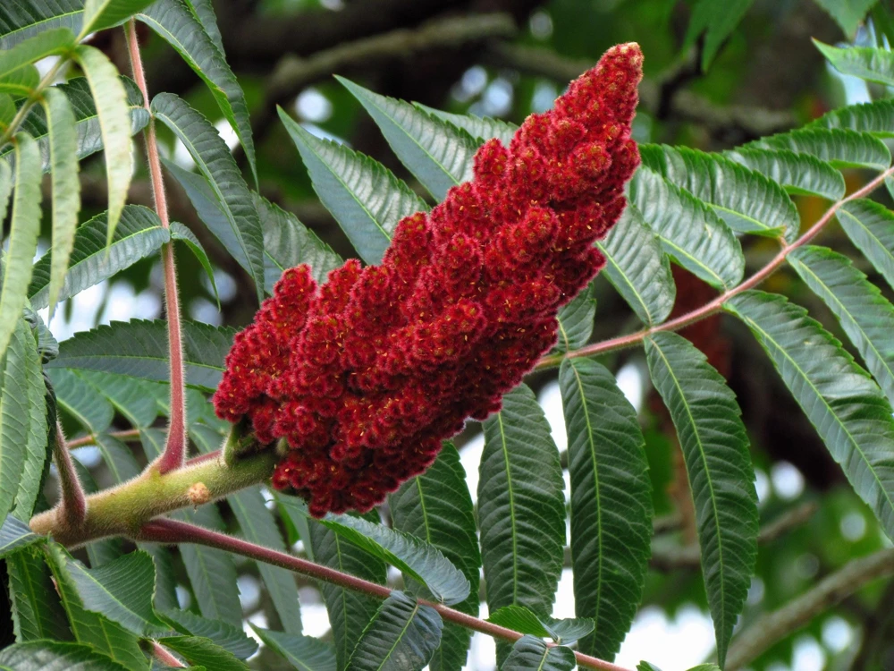 Staghorn Sumac Tree Seeds - Rhus Typhina - Yellow Flowers, Red Berries - 50 Seeds - Image 3