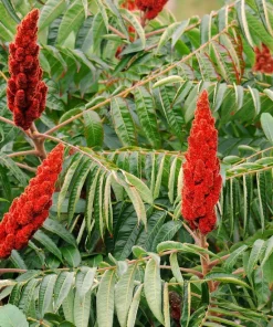 Staghorn Sumac Tree Seeds - Rhus Typhina - Yellow Flowers, Red Berries - 50 Seeds - Image 4