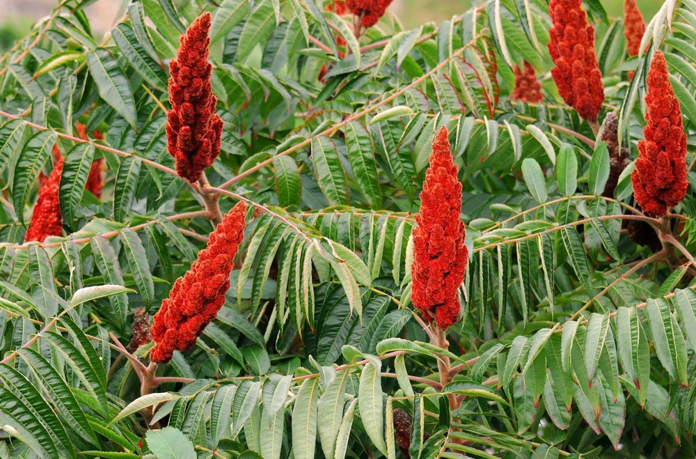 Staghorn Sumac Tree Seeds - Rhus Typhina - Yellow Flowers, Red Berries - 50 Seeds - Image 4
