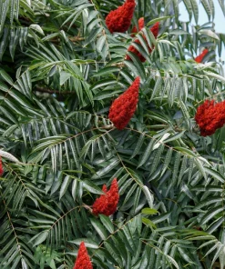 Staghorn Sumac Tree Seeds - Rhus Typhina - Yellow Flowers, Red Berries - 50 Seeds - Image 5