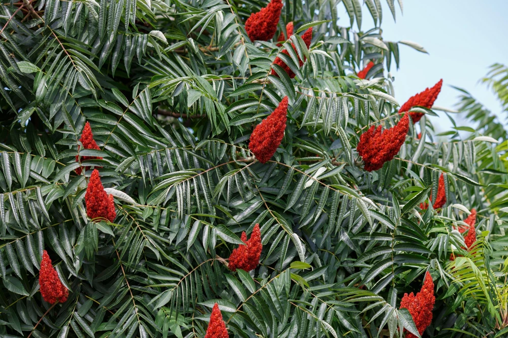 Staghorn Sumac Tree Seeds - Rhus Typhina - Yellow Flowers, Red Berries - 50 Seeds - Image 5