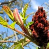 Staghorn Sumac Tree Seeds - Rhus Typhina - Yellow Flowers, Red Berries - 50 Seeds - Image 1