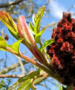 Staghorn Sumac Tree Seeds - Rhus Typhina - Yellow Flowers, Red Berries - 50 Seeds - Image 1