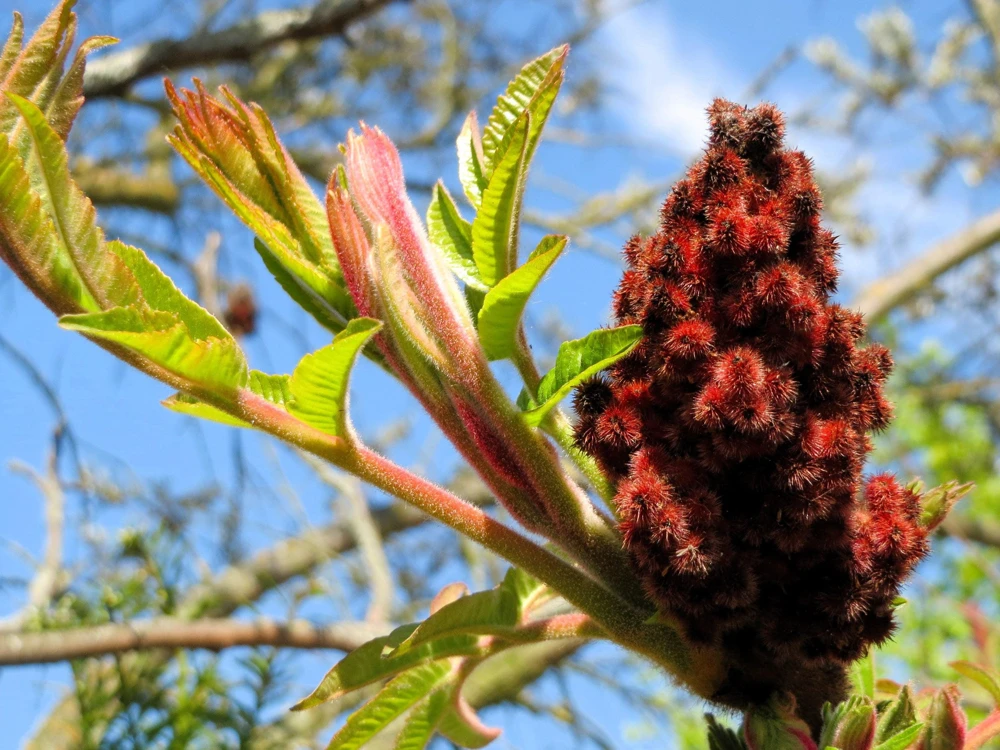 Staghorn Sumac Tree Seeds - Rhus Typhina - Yellow Flowers, Red Berries - 50 Seeds - Image 1
