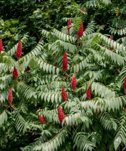 Staghorn Sumac Tree Seeds - Rhus Typhina - Yellow Flowers, Red Berries - 50 Seeds - Image 6