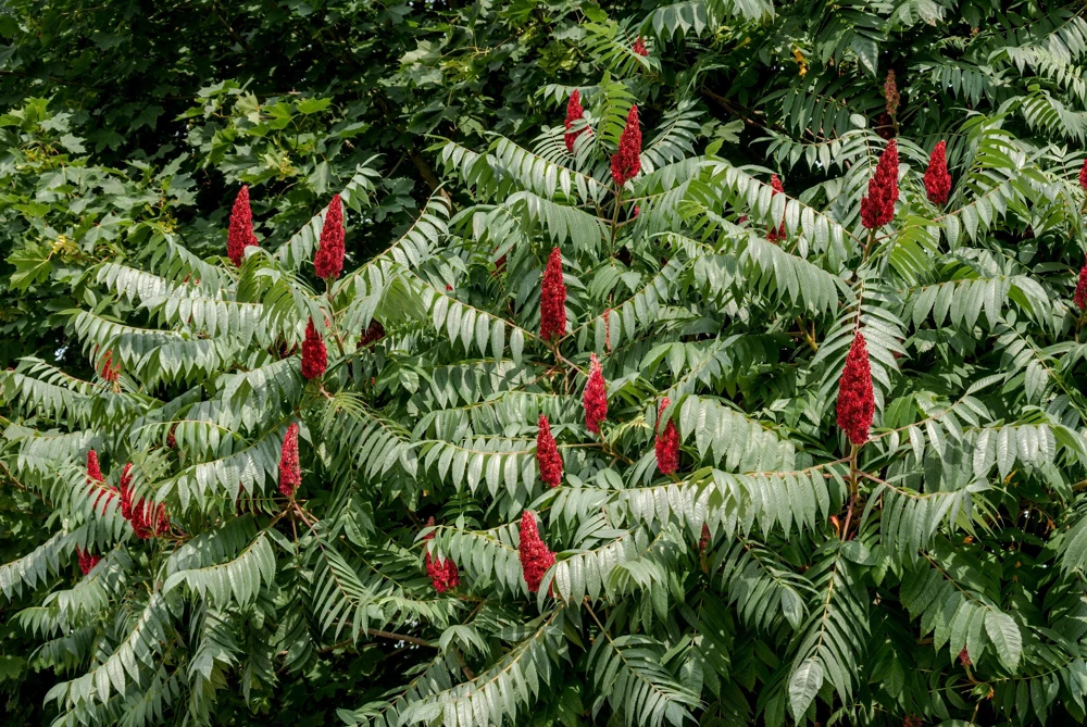 Staghorn Sumac Tree Seeds - Rhus Typhina - Yellow Flowers, Red Berries - 50 Seeds - Image 6
