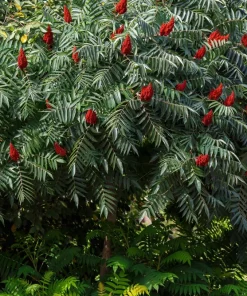 Staghorn Sumac Tree Seeds - Rhus Typhina - Yellow Flowers, Red Berries - 50 Seeds - Image 7