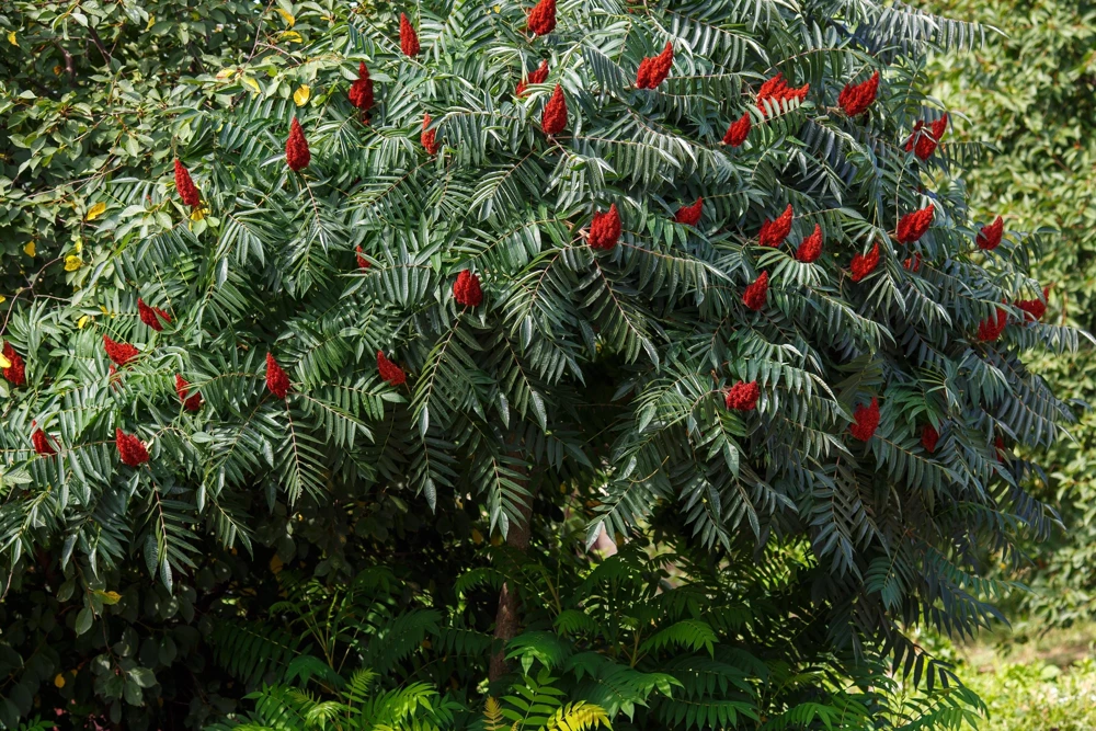 Staghorn Sumac Tree Seeds - Rhus Typhina - Yellow Flowers, Red Berries - 50 Seeds - Image 7