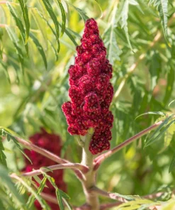 Staghorn Sumac Tree Seeds - Rhus Typhina - Yellow Flowers, Red Berries - 50 Seeds - Image 8