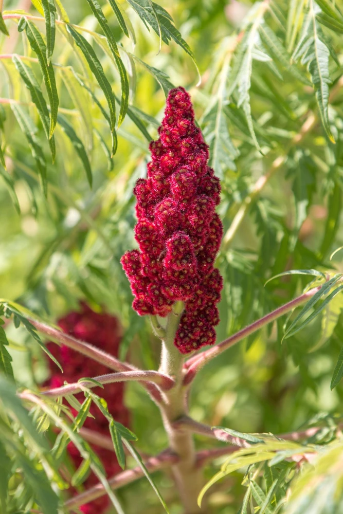 Staghorn Sumac Tree Seeds - Rhus Typhina - Yellow Flowers, Red Berries - 50 Seeds - Image 8