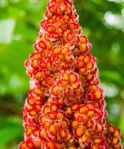 Staghorn Sumac Tree Seeds - Rhus Typhina - Yellow Flowers, Red Berries - 50 Seeds - Image 9