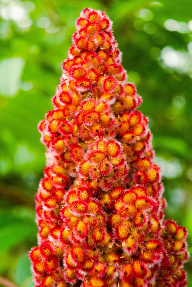 Staghorn Sumac Tree Seeds - Rhus Typhina - Yellow Flowers, Red Berries - 50 Seeds - Image 9
