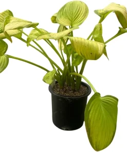 Stained Glass Hosta Live Plant – Plantain Lily – 1 Gallon Pot – Shade Loving - Image 2
