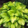 Stained Glass Hosta Live Plant – Plantain Lily – 1 Gallon Pot – Shade Loving - Image 1