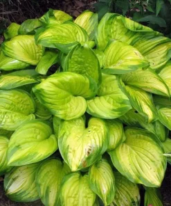 Stained Glass Hosta Live Plant – Plantain Lily – 1 Gallon Pot – Shade Loving - Image 1