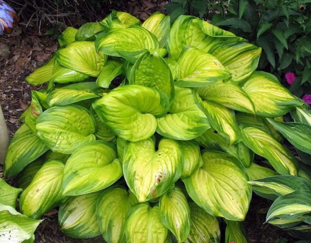 Stained Glass Hosta Live Plant – Plantain Lily – 1 Gallon Pot – Shade Loving - Image 1