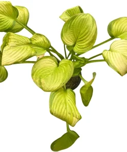 Stained Glass Hosta Live Plant – Plantain Lily – 1 Gallon Pot – Shade Loving - Image 3