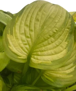 Stained Glass Hosta Live Plant – Plantain Lily – 1 Gallon Pot – Shade Loving - Image 4
